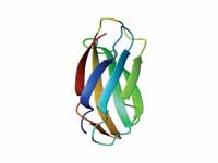 Example of an immunoglobulin domain, ...