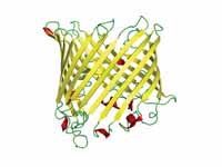 A canonical beta-barrel protein, a su...