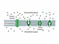 Membrane transport proteins in facili...