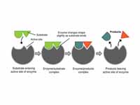  Diagram illustrating the induced fit...