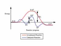 Stabilization of the transition state...