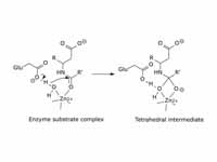 Carboxypeptidase catalytic mechanism....