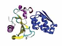 Bacillus amyloliquefaciens proteins i...