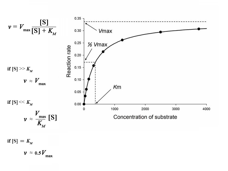 Michaelis-Menten kinetics