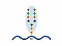 N-linked protein glycosylation (N-gly...