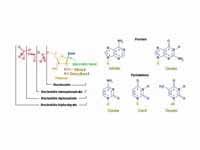 The structure elements of the most co...