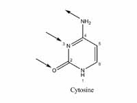 Hydrogen bonding locations in base pa...