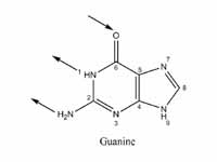 Hydrogen bonding locations in base pa...