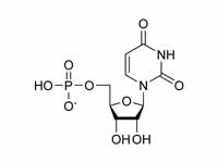 Uridine monophosphate chemical structure