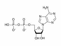 Adenosine diphosphate chemical structure