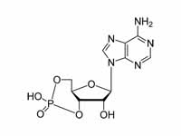 Cyclic AMP chemical structure