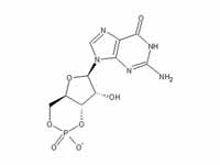 Cyclic GMP chemical structure