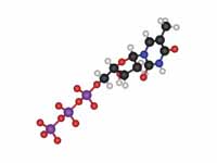 Thymidine triphosphate ball and stick