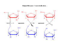 RNA lability