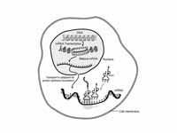 The interaction of mRNA in a cell.