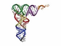 Structure of tRNA