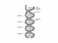 Base pairing in DNA