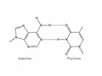 Adenine/Thymine Watson and Crick base...