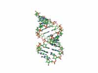 The A-DNA structure.