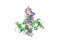 B-/Z-DNA junction bound to a Z-DNA bi...