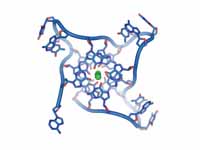 Structure of a DNA quadruplex formed ...