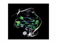 3D Structure of the intramolecular hu...