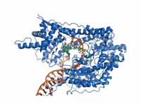 T7 RNA polymerase (blue) producing a ...