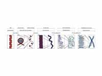 The major chromatin structures.