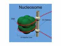 Nucleosome