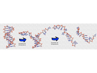 DNA denaturation