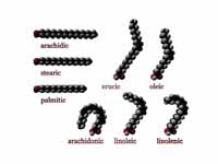 Several fatty acid molecules