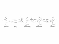 Sphingosine synthesis