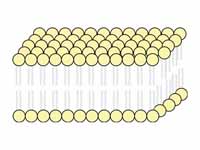 Diagram of the arrangement of amphipa...