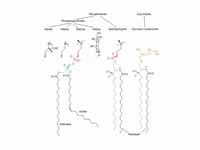 The major membrane lipids