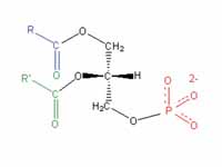 Structural formula of phosphatidate