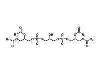 Cardiolipin (bisphosphatidyl glycerol) 