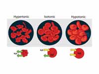 Effect of different solutions on bloo...