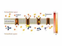 Sodium-Potassium pump, an example of ...