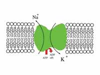 Flow of ions in the sodium-potassium ...