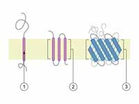 Schematic representation of transmemb...