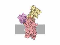 Calcium ATPase