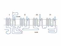 Diagram of a voltage-sensitive sodium...