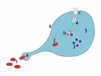 Steps of a macrophage ingesting a pat...