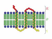 Transmembrane receptor:E=extracellula...