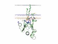 PH domain of phospholipase C delta 1....