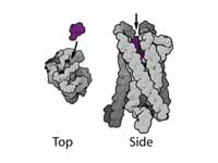 A Mu-opioid G protein-coupled recepto...