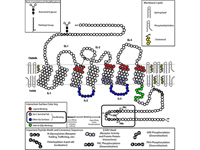 Two-dimensional schematic of a generi...