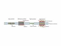 simplified diagram to show the difere...