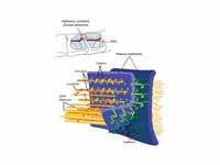 Principal interactions of structural ...