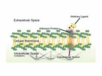 Schematic of cell adhesion